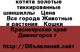 котята золотые тиккированные шиншиллы › Цена ­ 8 000 - Все города Животные и растения » Кошки   . Красноярский край,Дивногорск г.